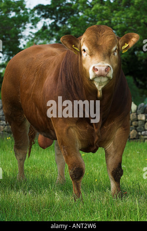 Giovani Pedigree Limousin tori in campo sulla giornata d'estate Foto Stock