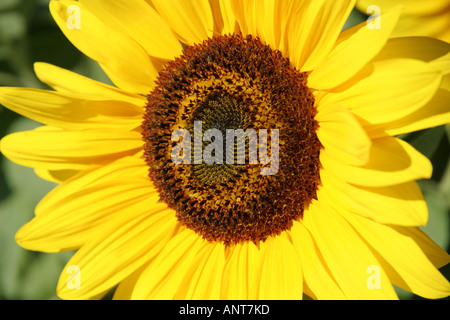 Centro di girasole che mostra petali e stami Foto Stock