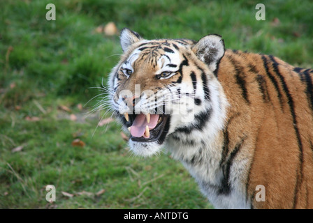 Close up hi res immagine della tigre di Amur, spalla e faccia piena immagine con la bocca aperta Foto Stock