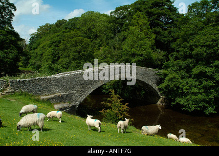 Packhorse ponte sopra il fiume Ribble Stainforth a North Yorkshire Foto Stock