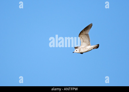 I capretti a testa nera Gull Larus ridibundus in volo con un bel cielo blu Therfield hertfordshire Foto Stock