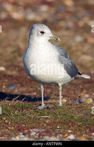 Gabbiano comune larus canus alla ricerca permanente di alert salthouse North Norfolk Foto Stock