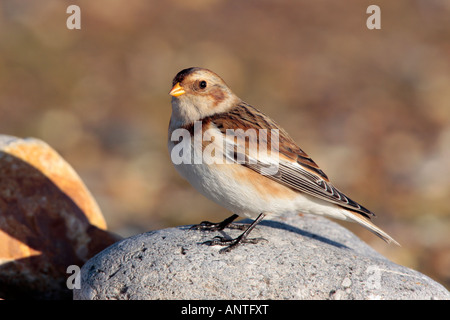 Snow Bunting Plectrophenax nivalis permanente sulla pietra cercando alert salthouse North Norfolk Foto Stock