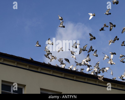 Gregge di piccioni selvatici, Columba livia, venuta a terra su un tetto alto Foto Stock