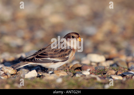 Snow Bunting Plectrophenax nivalis in piedi Foto Stock