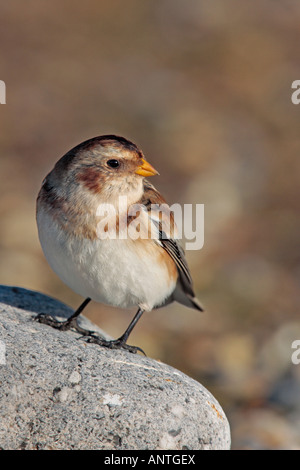 Snow Bunting Plectrophenax nivalis permanente sulla pietra cercando alert salthouse North Norfolk Foto Stock