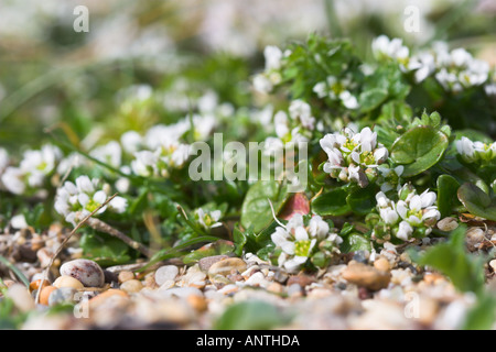 Scabbia comune-erba Cochlearia officinalis Slapton Ley, Devon, Regno Unito Foto Stock