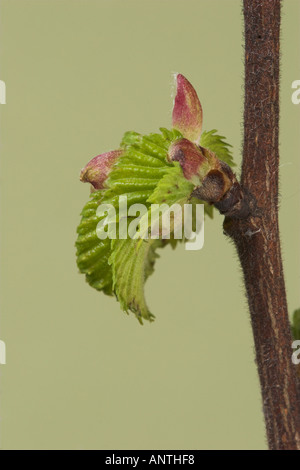 Inglese ELM molla la crescita di foglie di Ulmus procera Foto Stock