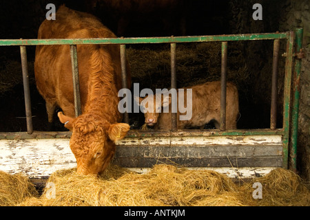 Latte di mucca e di vitello in un piccolo fienile, Lake District inglese, Cumbria, England, Regno Unito Foto Stock