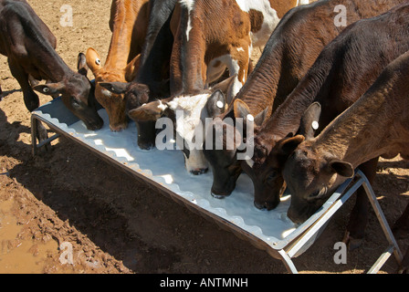 Vitelli molto giovani bere latte da un trogolo Foto Stock