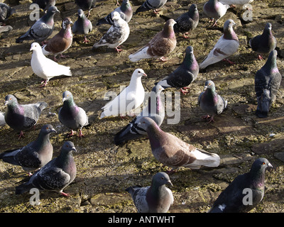 Gregge di piccioni selvatici, Columba livia. Foto Stock