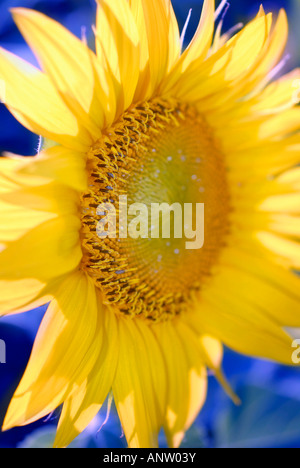 Girasole Helianthus annuus Foto Stock