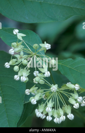 Poke Milkweed, Asclepias exaltata Foto Stock