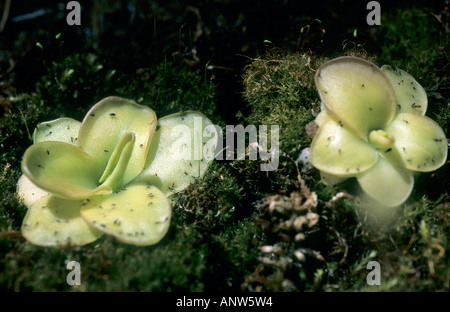 Giallo Butterwort, Pinguicula lutea Foto Stock