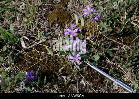 Lago di nana, Iris Iris lacustris Foto Stock