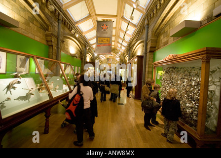 Museo di Storia naturale che la gente guarda rari uccelli imbalsamati Londra Foto Stock