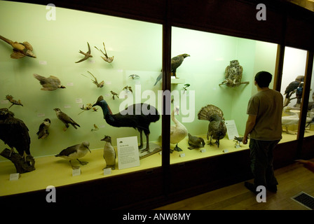 Museo di Storia Naturale l'uomo guarda rari uccelli imbalsamati Londra Foto Stock