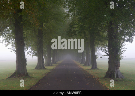 Guardando verso il basso un lungo viale alberato misty avenue al Royal Agricultural College di Cirencester Gloucestershire in Inghilterra Foto Stock