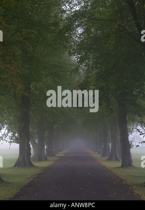 Guardando verso il basso un lungo viale alberato misty avenue al Royal Agricultural College di Cirencester Gloucestershire in Inghilterra Foto Stock