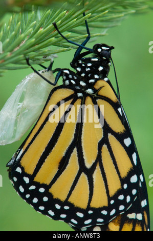 Farfalla monarca Danaus plexippus adulto appena emerso da chrysallis Ontario Foto Stock