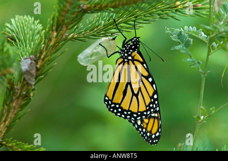 Farfalla monarca Danaus plexippus adulto appena emerso da chrysallis Ontario Foto Stock