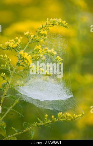 Ciotola e centrino spider, Frontinella communis rugiadoso sul web fioritura oro Ontario Foto Stock
