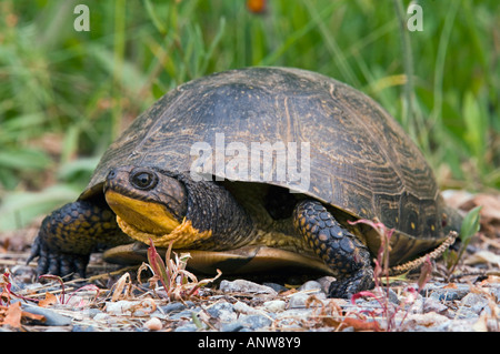 Blandings turtle Emydoidea blandingi femmina errante cercando il luogo di nidificazione in ghiaia Ontario Foto Stock