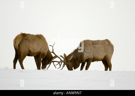 Alce Cervus elaphus addomesticati tori stags avanzamento sul fieno in pascoli innevati specchio, Alberta, Canada Foto Stock
