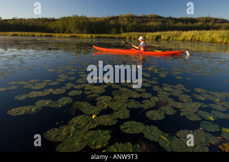 Kayaker su Robinson Lago Maggiore Sudbury Ontario Foto Stock