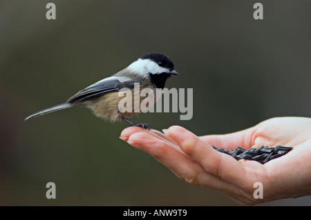 Nero capped Luisa alimentare di semi di girasole da mano umana maggiore Sudbury Ontario Foto Stock