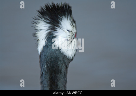 Bianco svasso tufted (Rollandia rolland) adulto schiena della testa vicino Isola di ghiaia West Falkland Sud Atlantico Dicembre Foto Stock