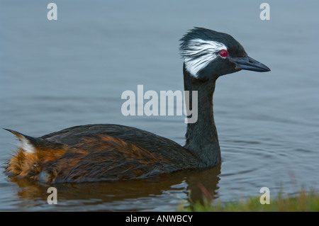 Bianco svasso tufted (Rollandia rolland) adulto su acqua Isola di ghiaia West Falkland Sud Atlantico Dicembre Foto Stock