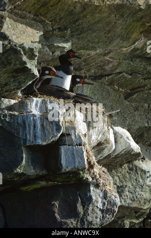 Il marangone dal ciuffo imperiale (Phalacrocorax atriceps albiventer) adulto in allevamento piumaggio bianco con guancia patch a nido sulla scogliera di roccia Foto Stock