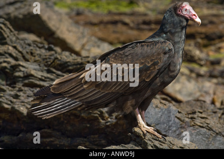 La Turchia Vulture (Cathartes aura falklandica) immaturo seduti sulla carcassa di roccia isola a ovest sud Falkland Oceano Atlantico Dicembre Foto Stock