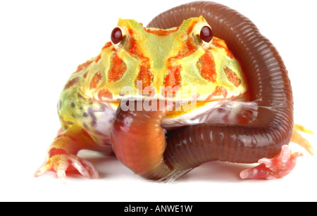 Argentina rana cornuta pacman frog cingolo di notte ornati rospo cornuto escuerzo Ceratophrys ornata di mangiare un lombrico Foto Stock