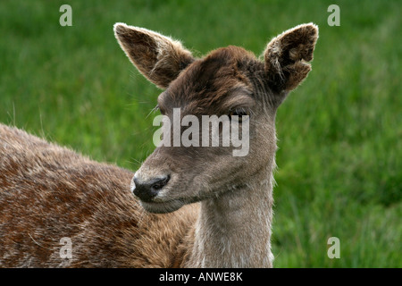 Cervo - Cervus Elaphus - presso l'Highland Wildlife Park, Kincraig, Kingussie, Highlands della Scozia. Foto Stock