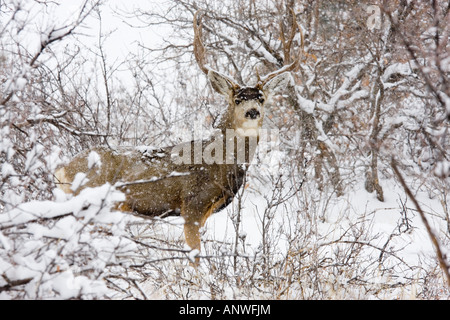 Il Buck deer sorge provocatoriamente in un boschetto durante un grande Colorado tempesta di neve Foto Stock