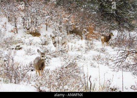 Allevamento di cervi in inverno. Foto Stock