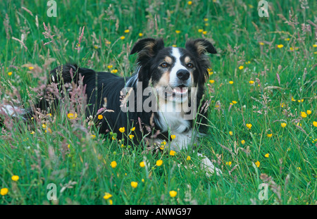 Border Collie lavorando su Welsh hill farm Foto Stock