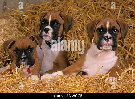 Boxer cuccioli due nel capannone di allevamento a 8 settimane di età Foto Stock