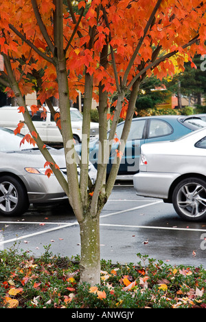 Colorato albero di caduta si siede nel parcheggio Issaquah Washington Foto Stock