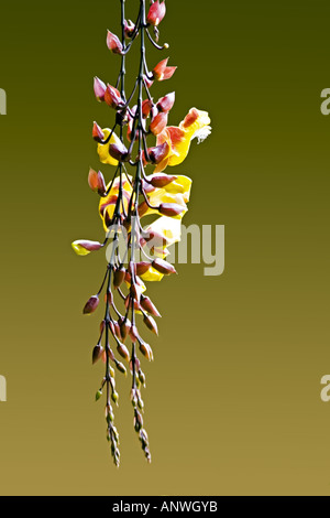 GUATEMALA ANTIGUA orologio fiori di vite Thunbergia Mysorensis Foto Stock