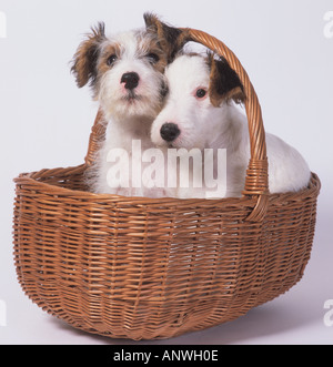 Fox Terrier cuccioli in Basket Foto Stock