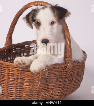 Fox Terrier cuccioli in Basket Foto Stock