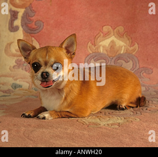 Rivestimento liscio Chihuahua Foto Stock