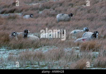 Pecore Swaledale ritratto inverno Yorks REGNO UNITO Foto Stock