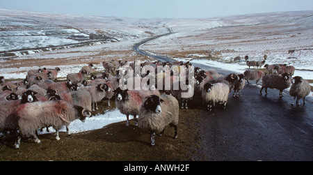 Pecore Swaledale ritratto inverno Yorks REGNO UNITO Foto Stock