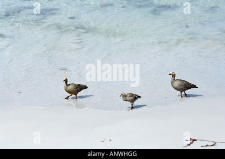 Ruddy intitolata Goose Chloephaga rubidiceps femmine adulte con gosling getting fuori acqua di Isola di carcassa West Falkland Foto Stock