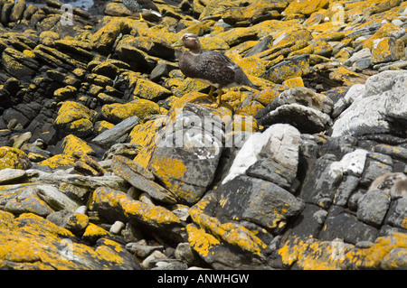 La endemica vaporizzatore Falkland anatra (Tachyeres brachydactyla) genitore con goslings nascosti tra le rocce Isola di carcassa Falklands Foto Stock