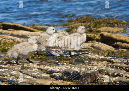 La endemica vaporizzatore Falkland Duck Tachyeres brachydactyla anatroccoli voce a ocean ad unirsi a loro principale isola di carcassa Falklan Foto Stock